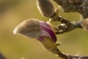 Magnolia knopp